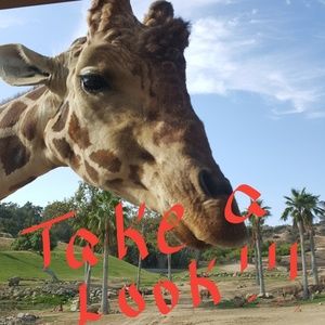 💛💛 Everything 💙💙💙